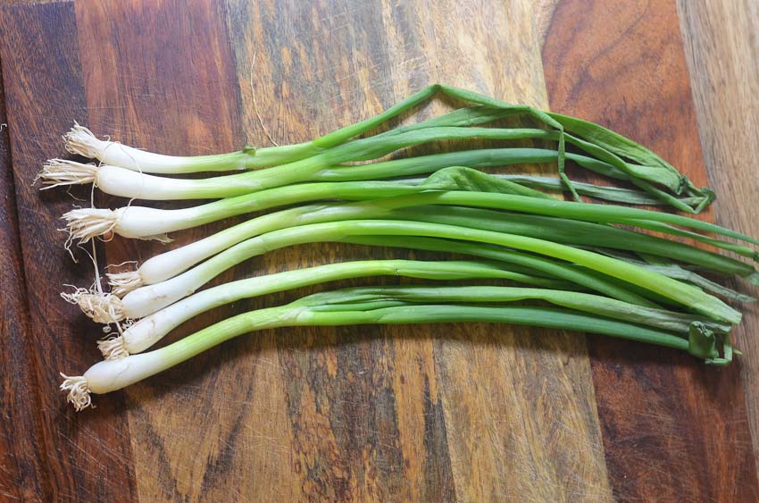 Regrowing Green Onions - The Harvest Skillet